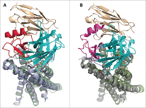 Figure 9. MEDI3185 sterically blocks binding of CXCR4 ligands. The mechanism of action of MEDI3185 is proposed based on superimposing the model of the MEDI3185/CXCR4 (LC tint-HC cyan/olive) complex to (a) the structure of human CXCR4 (light blue) bound to viral chemokine vMIP-II (red; PDB ID number 4RWS)Citation73 or (b) a model of human CXCR4 (gray) bound to SDF-1(magenta).Citation72 Superimpositions were carried out through the common CXCR4 molecules. Upon binding to CXCR4, MEDI3185 interferes with the access of vMIP-II and SDF-1 ligands through both its light and heavy chains.