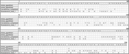 Figure 1. Alignment of ITS2 locus of sequencing products of three herbal species, alignment information can be accessed at https://figshare.com/s/e124acf847252f93d9b4.