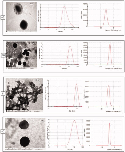 Figure 1. TEM, size and zeta potential of SNG (a) (size = 102.6 d.nm, ZP = −57.3 mV); TNG (b) (size = 127 d.nm, ZP = −28.9 mV); STNG (c) (size = 92.72 d.nm, ZP = −40.2 mV); TSNG (d) (size = 82.52 d.nm, ZP = −40.6 mV). (n = 1).