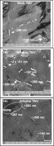 FIG. 14 ESEM images of (a) a freeze-dried aliquot of the virus stock solution, and (b, c) an aliquot of two independent samples of airborne TMV collected by the cyclone with aerosol growth.