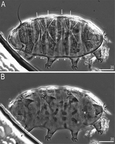Figure 1. Bryodelphax beniowskii sp. nov.: A—dorsal projection of the entire animal, arrows indicate divisions of paired and median plates into anterior and posterior parts, arrowheads indicate supplementary plates near median plates (holotype), B—ventral projection of the entire animal, asterisk indicates gonopore (holotype). Scale bars in [μm]. All PCM.
