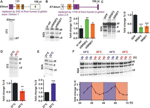 Figure 4. Enhancers in U2af26 exons 5 and 6 are sufficient for oscillating AS.(a) Identification of an enhancer element in U2af26 exon 5. Top: From the wt-minigene exon 1 and parts of intron 1 (up to nt 130, top) were replaced by β-globin sequence (marked in violet). 3T3 cells were transfected with the minigenes and AS was analysed using minigene-specific primers (bottom: representative gel).(b, c) SRSF2/7 response of the E7-8mut-minigene. The E7-8mut-minigene (top; violet sequence E2-E3 from β-globin) was transfected after knockdown (b) or overexpression (c) of either SRSF2 or 7 in N2A cells. Splicing was analysed and %∆6-isoform was quantified and normalised to the control (n = 3, mean +/- SD, *p < 0.05, **p < 0.01, ***p < 0.001).(d, e, f) Temperature response of the E7-8mut-minigene. Cells were transfected and splicing was analysed after heat shock (d), cold shock (e), or two consecutive days of temperature cycles (f). %∆6-isoform was quantified and normalised to 37°C (d, e) or time point 72-hours (f; n = 3–4, mean +/- SD, **p < 0.01, ***p < 0.001).