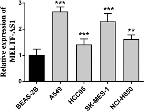 Figure 2. The expression of MELTF-AS1 in cancer cells and control cells was detected by RT-qPCR. MELTF-AS1 has increased expression in four cancer cells (A549, HCC95, SK-MES-1 and NCI-H650). **P < 0.01, ***P < 0.001.