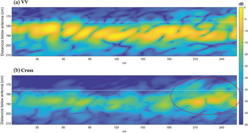 Figure 4. Cross-sectional views of the backscattering values from the selected peatland ROI (255 cm (l) × 100 cm (w) × 50 cm (d)) before the drought, constructed using a 10° incidence angle. The position of the trough is shown by the horizontal white line. The red dotted oval indicates an area with heather cover and hence increased volume scattering in cross-polarization (calculated as mean of HV and VH) can be seen.