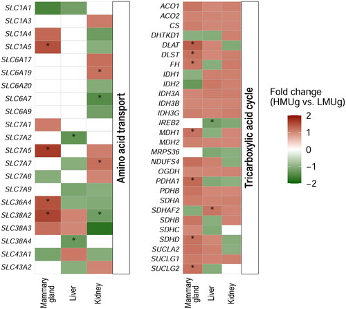 Figure 2. Genes related to amino acid transport and the TCA cycle and their differential expression in the mammary gland, liver and kidney between cows with high and low breeding values for MU. The colors reflect the fold change in expression levels between HMUg and LMUg cows. Asterisks indicate the significance of the results (p value < 0.05). White fields are indicating the absence of expression in the corresponding context.