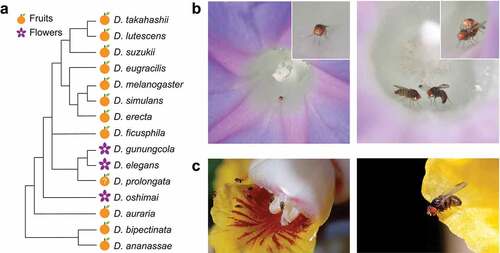 Figure 4. Breeding sites of the Drosophila melanogaster species group, and flower-visiting and courtship behaviours of D. elegans. (a) A phylogenetic tree based on the hypothesis shown in Figure 1(a), with breeding sites of the melanogaster and related species groups [Citation7,Citation10,Citation20–24]. Symbols of fruits and flowers indicate the major breeding sites. Detailed information with references is available in Figure S1. (b) A D. elegans male staying in a flower of the host plant Ipomoea indica (left). The inset shows an enlarged image. A male of D. elegans courting a female with a wing display in a flower of I. indica (right). The inset shows successful copulation of a pair. The photos are captured by Dr. Ryoya Tanaka on Okinawa main Island. (c) D. elegans gathering in a flower of the host plant Alpinia zerumbet. The photos are captured by Dr. Takao Yoshida on Iriomote Island, and shared through Japan Drosophila Database (http://www.drosophila.jp/jdd/index_en.html).