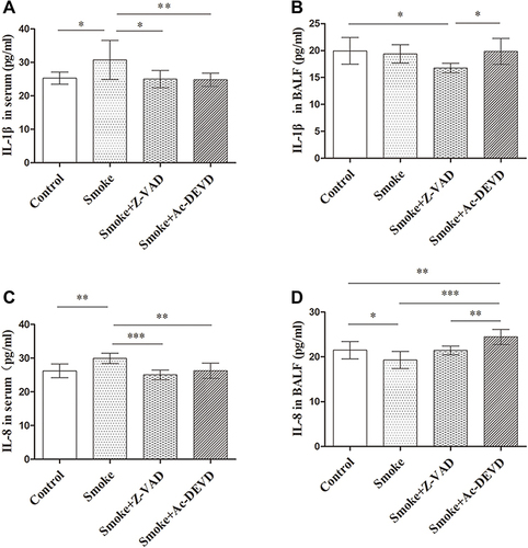 Figure 4 Inflammatory factor in serum and bronchoalveolar lavage fluid. IL-1β and IL-8 were detected using an enzyme-linked immunosorbent assay: (A) IL-1β in serum; (B) IL-1β in and bronchoalveolar lavage fluid (BALF); (C) IL-8 in serum; and (D) IL-8 in BALF. The results are expressed as mean ± SD, n = 5, 6, 5, and 7 for serum and n = 6, 5, 5, and 8 for BALF. *P < 0.05, **P < 0.01, and ***P < 0.001.