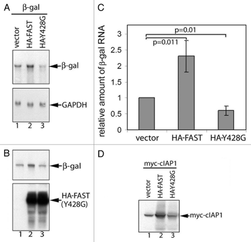 Figure 6.FAST and FAST (Y428G) have different effects on the expression of co-transfected β-gal and cIAP-1. β-gal (A and B) or Myc-cIAP-1 (D) was expressed together with the indicated constructs in COS-7 cells. Total cellular RNA (A) or total proteins (B and D) were extracted and subjected to RNA gel blot and SDS-PAGE immunoblot analysis, respectively. (C) The mean relative amount of β-gal mRNA in each transfectant was quantified using densitometry and presented as a bar graph (± standard errors, n = 3). The amount of β-gal mRNA expressed in cells transfected with the vector control was arbitrarily designated as 1. The relative amount of β-gal mRNA expressed in cells transfected with HA-FAST or HA-FAST (Y428G) was calculated by dividing their absolute expression levels by the absolute expression level in cells transfected with the vector control. Calculated P values are shown for selected samples.