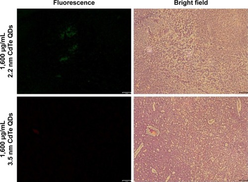 Figure 2 Fluorescent and corresponding bright-field images of 2.2 nm and 3.5 nm MPA-capped CdTe QD-exposed hippocampus CA1 region of rats.Notes: Green for 2.2 nm CdTe QDs, red for 3.5 nm CdTe QDs. Scale bar 64 μm.Abbreviations: MPA, 3-mercaptopropionic acid; QD, quantum dot.