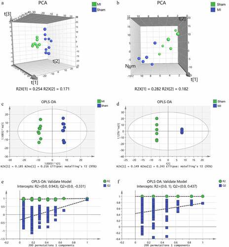 Figure 5. Multivariate statistical analysis of metabolic profiling of myocardial tissue and mitochondria in acute MI mice. Principal component analysis (PCA) score plot in myocardium (a) and mitochondria (b); orthogonal partial least squares discriminant analysis (OPLS-DA) score plot in myocardium (c) and mitochondria (d); statistical validation of the established OPLS-DA model with permutation analysis in myocardium (e) and mitochondria (f).