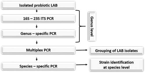 Figure 1. Molecular diagnostic algorithm for LAB identification.