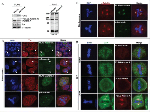 Figure 5. Overexpression of Aurora A-enhanced multiple centrosome formation by disrupting Tpr spindle pole/centrosomal localization. Bipolarity was restored by co-transfection of the Tpr-M domain. (A) HeLa cells transfected with FLAG-vector or FLAG-Aurora A expression plasmid were analyzed by immunoblotting for FLAG (mouse anti-FLAG, F1804 from Sigma-Aldrich), Aurora A (IAK1 610939 from BD Transduction Laboratories), Tpr (mouse anti-Tpr, sc-101294, from Santa Cruz Biotechnology) and nuclear pore marker, m414 (MMS-120R from COVANCE). Numbers indicate molecular mass markers in kilodaltons. (B and C) Confocal images of FLAG-Aurora A expressing HeLa cells, stained with FLAG or pT288 (for Aurora phosphorylation, green) and Tpr (red) (B); Anti-Phospho-Aurora A (Thr 288) and γ-tubulin (C). Goat anti-mouse Alexa Fluor-488 or rabbit Rhodamine were used as secondary antibodies. DNA was counterstained using DAPI. White arrow heads indicate normal bipolar cells and white arrows indicate Tpr diffused from centrosome areas only in cells with multiple centrosomes. (D) Bipolarity of FLAG-Aurora A expressing cells was restored by co-transfection of GFP-Tpr-M. Confocal images of HeLa cells co-transfected with GFP or GFP-Tpr-M and FLAG-vector or FLAG-Aurora A, stained with FLAG (red) or GFP (green).