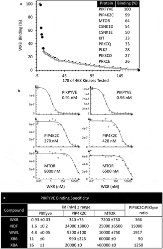 Figure 12. The WX8-family bound specifically to the PIKFYVE phosphoinositide kinase protein. (a) The binding affinity of 10 µM WX8 was profiled against 468 human kinases by DiscoverX KINOMEscan (San Diego, CA). Compounds that bind to the active site of a protein kinase prevented the protein from binding to an immobilized active site ligand, thereby reducing the amount of protein captured on a solid support. Each kinase was tagged with a unique DNA sequence that allowed the amount of protein bound to the solid support to be quantified by PCR. (b) The mean equilibrium dissociation constant (Kd) for WX8 with PIKFYVE, PIP4K2C and MTOR was determined from 2 independent titration curves. A dissociation constant (Kd) was calculated by measuring the amount of kinase captured on the solid support as a function of the test compound concentration (nM) on a log10 scale. (c) Mean Kd values (±range) are given for each WX8-family member. The ratio of PIP4K2C to PIKFYVE indicates relative specificity for these 2 kinases.