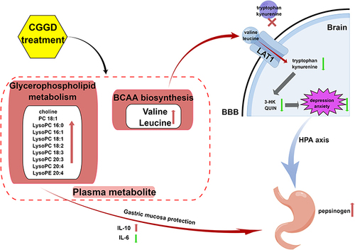 Figure 8 Possible therapeutic mechanism of CGGD in CNAG patients.