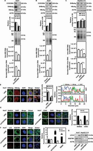 Figure 2. CCDC88A positively regulates HBV replication in hepatoma cells. Huh7 cells transiently transfected with pSM2 were transfected with siCCDC88A or siNC (A), or with the CCDC88A expression plasmid or empty vector (B), and harvested after 72 h. (C) HepG2.2.15 cells were transfected with siCCDC88A or siNC, and harvested after 72 h. The expression of CCDC88A, SHBsAg, and HBcAg was analyzed by western blotting, and ACTB was used as the loading control. The levels of HBsAg and HBeAg in the supernatants, the encapsidated HBV RIs, the levels of intracellular HBV DNA and that in the secreted virions were measured. (D) Huh7 cells were transiently cotransfected with pSM2 and siCCDC88A or siNC. The distribution of SHBsAg and HBcAg were assessed. (E and F) Huh7 cells were transfected with siCCDC88A or siNC, and the effects of CCDC88A knockdown on early endosome (RAB5A), late endosome (CD63) (E), and autophagic flux (LC3 puncta and SQSTM1 puncta) (F) were assessed. The fluorescence intensity of RAB5A, CD63, LC3, and SQSTM1 were analyzed using ImageJ software. The intracellular distribution of SHBsAg and HBcAg was analyzed by determining their intensity profiles along the white arrows using ImageJ software. The results presented in the graphs were calculated from at least 5 cells. (G) Huh7 cells were transfected with siCCDC88A or siNC, and harvested after 48 h. The expression of LC3B and SQSTM1 were measured by western blotting. Scale bar: 10 μm. *p < 0.05; **p < 0.01; ***p < 0.001; ns, not significant.