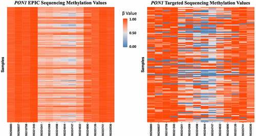 Figure 2. Distribution of methylation values in the PON1 gene. Each row contains methylation measurements from a single participant and each column contains all measurements from a single CpG site, organized by position in the hg38 reference genome. CpG-site specific methylation values across all participants from EPIC data (left) and SeqCap targeted data (right). Colour scale corresponds to the methylation beta value, ranging from 0 (completely unmethylated) to 1 (completely methylated).