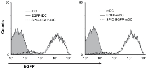 Figure 2 Fluorescence intensity of EGFP-transgenic dendritic cells labeled with 25 μg/mL SPIO particles after 12 hours incubation.Abbreviations: SPIO, superparamagnetic iron oxide; EGFP, enhanced green fluorescent protein; iDC, immature dendritic cells; mDC, mature dendritic cells.