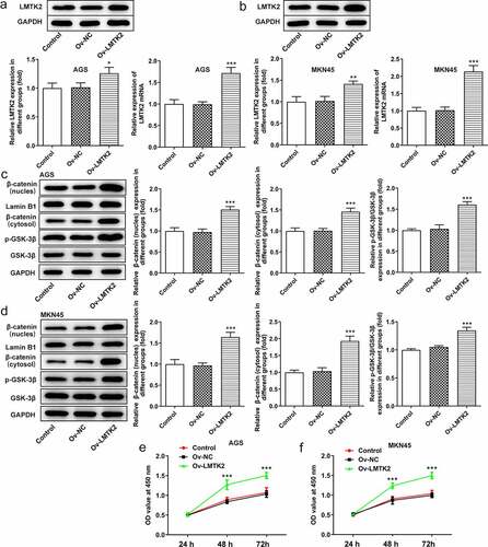 Figure 5. The efficiency of LMTK2 overexpression in (a) the AGS and (b) the MKN45 cell lines was determined using western blotting and RT-qPCR. The expression levels of GSK-3β, p-GSK-3β, β-catenin (nucleus) and lamin B1 in (c) the AGS and (d) the MKN45 cell lines were assessed using western blotting. Cell proliferation was assessed in (e) the AGS and (f) the MKN45 cell lines using Cell Counting Kit-8 assays. Cell proliferation was assessed in (g) the AGS and (h) the MKN45 cell lines using BrdU staining. Colony formation assays were carried out in (i) the AGS and (j) the MKN45 cell lines. ***P < 0.001, *P < 0.05.