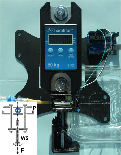 Figure 1 The test apparatus used for measurements was entirely made of metal and designed to reproduce radial compression on the stent until the water flow disappears. The rotation of the worm screw (WS) was used to apply an evenly-spread force (F) between the two metal plates (P).