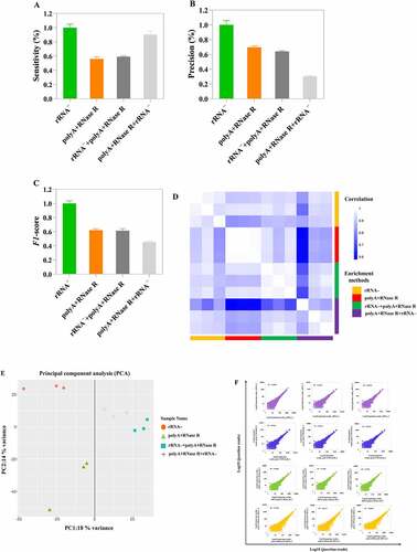 Figure 5. The analysis of circRNAs identification sensitivity, precision and correlation by using four diverse enrichment methods. (a) Sensitivity for detecting circRNAs at diverse enrichment methods; (b) Precision for detecting circRNAs at diverse enrichment methods; (c) F1-score for detecting circRNAs at diverse enrichment methods; (d) Heatmap showing Pearson correlation of log2 transformed count values (blue indicates low correlation and white indicates high correlation); (e) PCA plot show global expression pattern for each circRNA enrichment sample; (f) Scatter plots show correlation between the two replicates for each circRNA enrichment methods. R2 indicates coefficient of determination.