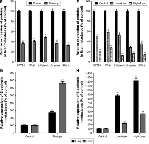 Figure 17 Expression of SATB1, Wnt1, β-catenin, E-cadherin, vimentin, and SNAIL in metastases of nude mouse model assessed by Western blot.