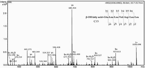 Figure 6. LC-MS/MS spectrum of the surfactin precursor [M + H]+ at m/z 1036.698, containing a C15 β-hydroxy fatty acid chain with interpretation.