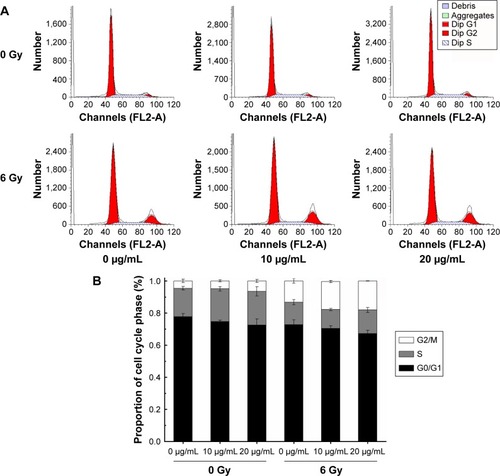 Figure 6 Effect of NGA-CNPs on MCF-7 cell cycle distribution.Notes: (A) Cells were pretreated with the vehicle DMSO or NGA-CNPs for 24 hours before exposure to 0 Gy or 6 Gy radiation, and the fraction of cells in each phase of the cell cycle was analyzed by flow cytometry. (B) Quantitative analysis of cell cycle distribution.Abbreviations: NGA-CNP, ceria nanoparticle modified with neogambogic acid; DMSO, dimethyl sulfoxide; G2, second gap phase; M, mitosis phase; S, synthesis phase; G0, zero gap phase; G1, first gap phase.