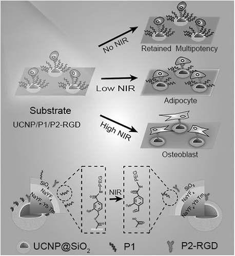 Figure 6 Schematic diagram of UCNPs substrate for controlling the multidirectional differentiation of stem cells by adjusting the power of NIR light.