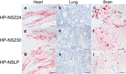 Figure 5. Detection of H7N1 matrix 1 protein in selected tissues of inoculated turkeys.