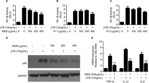Figure 2 Effects of blueberry extracts on NF-κB activity. (A) Effects of MEB on NF-κB activity. (B) Effects of extract Fr.1 of blueberry on NF-κB activity. (C) Effects of extract Fr.2 of blueberry on NF-κB activity. LO2 cells were co-transfected with p-NF-κB-luc and pSV40-β-galactosidase. After 6 h, the cells were subjected to LSP (10 ng/mL) and/or different extracts of blueberry for 24 h, and then harvested for measurement of the luciferase activity. (D) Effects of MEB on p65 expression. (E) Effects of MEB on mRNA expression of TNF-a, IL-1β, and IL-6. The LO2 cells were subjected to LPS (10 ng/mL) and/or different extracts of blueberry for 24 h and then harvested for Western blotting and quantitative real-time RT-PCR. All results are presented as the means±SD of three independent experiments (n=3). *p<0.05; **p<0.01; ***p<0.001.