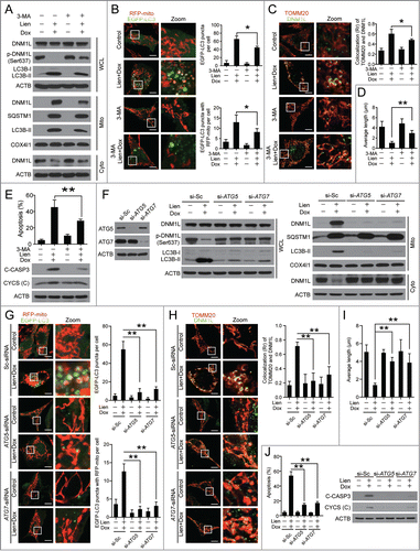 Figure 9 (See previous page). Autophagosome/mitophagosome accumulation contributed to the combination effect of liensinine and doxorubicin. MDA-MB-231 cells were co-exposed to Lien (20 μM) and Dox (0.2 μM) in the presence or absence of 3-MA (5 mM) for 48 h. (A) Whole cell lysate (WCL), cytosolic fractions (Cyto) and mitochondrial fractions (Mito) were prepared and subjected to western blot analysis. (B) The intracellular localization of EGFP-LC3 and RFP-mito were evaluated by confocal microscopy. Scale bars: 10 μm. The EGFP-LC3 puncta and EGFP-LC3 puncta with mitochondria were counted and presented as mean ± SD **P < 0.01. (C) The colocalization and Pearson's correlation coefficient (Rr) of TOMM20 (red) and DNM1L (green) treated as in (A). Scale bars: 10 μm. (D) Quantification of average mitochondrial length; 50 cells were counted in 3 independent experiments (mean ± SD **P < 0.01). (E) Apoptosis was determined by flow cytometry (mean ± SD **P < 0.01), and the expression of C-CASP 3 and CYCS (cytosol fraction) were detected by western blot. (F) MDA-MB-231 cells stably expressing Scramble-siRNA (si-Sc), ATG5-siRNA (si-ATG5) and ATG7-siRNA (si-ATG7) were cotreated without or with Lien (20 μM) and Dox (0.2 μM), WCL, Mito and Cyto fractions were prepared and subjected to western blot. (G) The localization of RFP-mito and EGFP-LC3 were evaluated by confocal microscopy. Scale bars: 10 μm. The EGFP-LC3 puncta and colocalization of puncta were counted and presented as mean ± SD **P < 0.01. (H) The colocalization and Rr of TOMM20 (red) and DNM1L (green) treated as in (F). Scale bars: 10 μm. (I) Quantification of average mitochondrial length. 50 cells were counted in 3 independent experiments (mean ± SD **P < 0.01). (J) Apoptosis was determined by flow cytometry (mean ± SD **P < 0.01), and the expression of C-CASP 3 and CYCS (cytosol fraction) were determined by western blot.