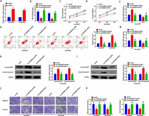 Figure 7. Restrained LINC00641 gene emerges antagonism toward DDP resistance of DDP-resistant OS cells via controlling MCL1. (a) RT-qPCR to detect MCL1; (b) IC50 value of cells in each group; (c-d) MTT assay to examine the proliferation ability; (e) Flow cytometry to detect apoptosis rates; (f-g) RT-qPCR to examine Bcl-2 and Bax mRNA; (h-i) Western blot to detect caspase-3 and PARP protein expression; (j-k) Transwell method to analyze the migration and invasion abilities. Apart from B, in Saos2/DDP and MG-63/DDP cells. * vs. the pcDNA, P < 0.05; # vs. the sh-LINC00641 + pcDNA, P < 0.05.