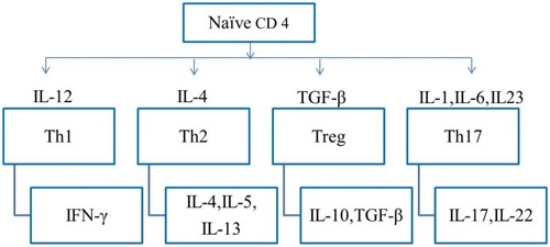 Figure 2 Flow diagram of the production and transcription of cytokine expression of Th17 and other CD4+ T cell subsets.Abbreviations: IFN, interferon; TGF, transforming growth factor.
