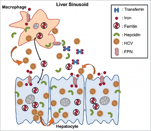 Figure 9. Schematic representation of putative interactions between HCV and the iron homeostasis network in hepatoma-macrophage co-cultures. We used an indirect hepatoma-macrophage co-culture system to simulate the co-existence of Kupffer cells and hepatocytes within the liver sinusoid. Upon viral egress, HCV particles infect a neighboring hepatocyte in a cell-free manner through specific plasma membrane receptors or in a direct cell-to-cell route via gap junction proteins (depicted by thick arrows). Iron is stored intracellularly in ferritin, leaves the cell through iron exporter ferroportin and circulates in blood bound to transferrin, or secreted ferritin. Hepcidin is produced by both hepatocytes and macrophages and regulates iron homeostasis via degradation of ferroportin, thus keeping iron within the cell. In our model, HCV mediated hepcidin up-regulation in hepatoma cells and accompanying macrophages, resulting in reduced ferroportin, elevated ferritin and iron levels intracellularly very early in infection. Later, a ferritin “flow” was observed from hepatoma cells toward macrophages (double pointed arrows). Hepcidin overexpression enhanced HCV translation and replication, and accompanied low levels of viral replication within macrophages. The ferritin “flow” could be reversed following macrophagic iron loading, which promoted enhanced viral replication in both cellular populations, as well as infection of naïve hepatoma cells through particle shedding (showed by a thick arrow).