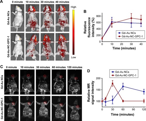 Figure 8 In vivo FI and MRI of COLO-357 tumor-bearing nude mice in the supine position. (A) Fluorescence images were taken at different time points after intravenous injection of Gd–Au NCs or Gd-Au-NC-GPC-1. The tumor sites are marked by black dotted circles. (B) Relative fluorescence intensities of tumor sites relate to (A). (C) T1-weighted MR images were taken at different time points after intravenous injection of Gd–Au NCs or Gd-Au-NC-GPC-1. The tumor sites are marked by red dotted circles. (D) Relative MR signal intensities of tumor sites relate to (C).Abbreviations: FI, fluorescence imaging; Gd-Au-NC-GPC-1, Gd–Au NCs conjugated with GPC-1 antibody; GPC-1, Glypican-1; MRI, magnetic resonance imaging; NCs, nanoclusters.