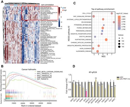 Figure 4 ALYREF activates Wnt/β-catenin signaling pathway and control MYC mRNA levels. (A) The heatmap represents the cancer hallmarks enriched in high or low-ALYREF expressional group of TCGA-GBM cohort. (B) GSEA analysis for cancer hallmarks in ALYREF high expressed group of TCGA-GBM cohort. (C) KEGG pathway analysis for upregulated ALYREF group in TCGA-GBM cohort. (D) The relative target genes mRNA levels of Wnt/β-catenin signaling pathway transfected with control or ALYREF siRNAs in GBM cell. Data (n = 3) was represented as the mean ± SEM in (D). *P < 0.05.