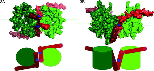 Figure 3.  Space filling representation of the dimeric membrane-bound E. coli atomic model Citation[36]. SecY and SecE are coloured green and red, respectively. The green arrows denote the position of the lateral gate. The E. coli cysteine cross-link (L106C) is shown in blue. The distance between the two cysteines is 18.5 Å, contrasting to the 2.05Å disulphide bond length. (A) View from the periplasmic face of the membrane. (B) View from the side of the membrane. Simplified views have been drawn underneath; the open blue circle (B) denotes that the cysteine is on the other side of TM3 of SecE.