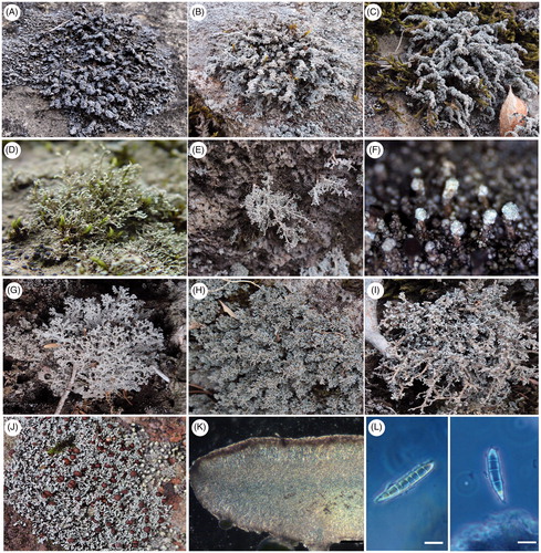 Figure 3. Habit of the Stereocaulon species. (A) S. japonicum Hur130006; (B) S. verruculigerum Hur141605; (C) S. vesuvianum var. nodulosum Hur130060; (D) S. sorediiferum Hur040639; (E) S. nigrum Hur130045; (F) S. pileatum Hur121814; (G) S. intermedium Hur130044; (H) S. exutum Hur130030; (I) S. dendroides Hur130059; (J) S. octomerellum Hur121094; (K) Hypothecium color of S. octomerellum; (L) Spore type and septation of S. octomerellum (Scale bars: K = 100 µm, L = 10 µm).