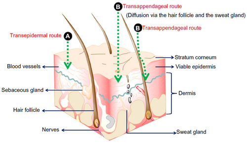 Figure 1 Skin layers and possible routes of drug delivery to skin layers.