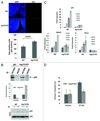 Figure 5. p53 activity is attenuated in Isg15 knockout mice. (A) Representative images of Edu labeling (right panels, red), counterstained with DAPI (left panels, blue) of WT (n = 3) and Isg15 knockout (n = 3) lateral ventricles. Note the specific Edu labeling in the sub-ventricular zone, where neural stem/progenitor cells are present. (B) Isg15 knockout increases unfolding form of p53 in thymocytes. Thymocytes collected from WT or Isg15 knockout mice were treated with IR (4 Gy) for 6 h before analyzing. p53 was immunoprecipitated using Ab1620 or Ab240 and analyzed by western blotting using CM-1 antibody. (C and D) Isg15 knockout decreases DNA damage-induced p53 activation and apoptosis. Thymocytes collected form WT (n = 5) or Isg15 knockout (n = 4) mice were treated with IR (4 Gy) and harvested at the indicated times. RT-PCR was performed to analyze the expression of p53 target genes (C). Annexin V-positive cells were analyzed by flow cytometry (D).
