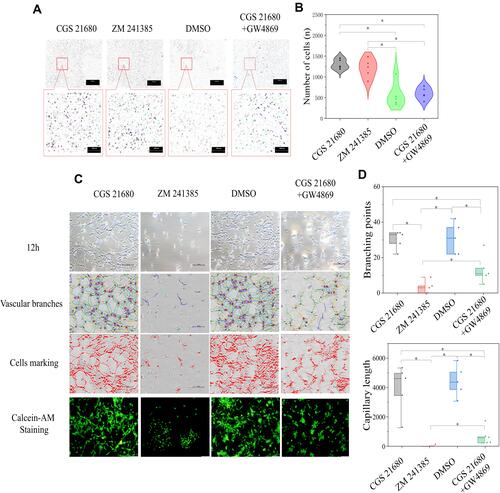 Figure 6 The role of ADA2AR in macrophages regulating VECs in BFM. (A) ADA2AR activation or inhibition had no difference on VECs migration in macrophage-VEC coculture model. Inhibited macrophage-exosomes weakened the VECs migration. Transwell images, ×50; original scale bar, 100 μm. (B) Violin plots showed the cell migration results, *p<0.05. n=5. (C) Inhibited ADA2AR inhibited tube formation while activated ADA2AR had no significantly promote tube formation. Inhibited macrophage-exosomes inhibited the tube formation. The contrast and brightness were evenly adjusted for each picture. Images ×100; original scale bar, nonfluorescent images 100 μm; fluorescent images 50 μm. (D) Half-box graphs showed the vascular tube formation results, *p<0.05. n=5.