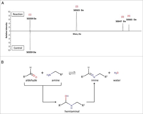 Figure 3. Site-specific attachment of 6-AM-2-PCA to ananti-Her2 antibody analyzed by Q Exactive MS. (A) Fab was reacted with small molecules and analyzed by LC/MS. A peak at 50359 Da (1) was assigned to unmodified Fab. The peaks at 50503 Da (2) and 50647 Da (3) are assigned to mono-modified and bis-modified Fab products, respectively, from the completed aldehyde-amine reaction. The peak at 50665 Da (4) represents a hemiaminal product for the aldehyde-amine reaction. Data are representative of two experimental observations. (B) Two mechanisms of the aldehyde-amine reaction.