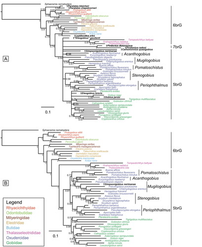 Figure 8. Results of the undated total evidence Bayesian inference analyses (50% majority-rule consensus trees). A, tree based on the extant species plus 10 fossil species (ASDSF = 0.017529). B, tree based on the extant species plus †Simpsonigobius nerimanae gen. et sp. nov. (ASDSF = 0.014561). ASDSF, average standard deviation of split frequencies between two independent runs. Values indicate posterior probabilities; scale bars depict average number of substitutions per site and character changes per character, respectively.