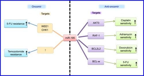Figure 3 Summary of the diverse roles of miR-195 in drug sensitivity.