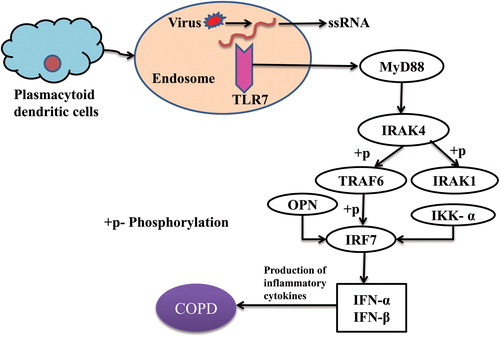 Figure 6. Toll-like receptor 7 signaling and role of osteopontin in COPD.Plasmacytoid dendritic cells express TLR7 from the endosomal compartment which recognizes single-stranded RNA from viruses and signals the adaptor molecule MyD88 in the presence of a ligand. TLR7-MYD88 complex activates IRAK4 in its death domain which phosphorylates and activates IRAK1. The activated IRAK1 recruits TRAF6 and mediated IRF7 activation upon phosphorylation by initiating innate immune responses. IKK-α and OPN are critically involved in IRF7 activation and type I interferon production because insufficient osteopontin expression leads to defective nuclear translocation of IRF7 in plasmacytoid dendritic cells. These TLR7 signaling finally leads to the release of inflammatory cytokines/type I interferons and results in COPD.