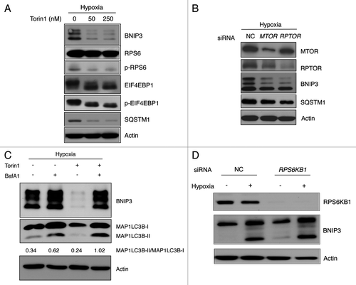Figure 6. BNIP3 degradation is mediated by MTORC1 inhibition. (A) SK-Hep-1 cells were cultured under hypoxia (1% O2) for 24 h. Torin1 was added for additional 4 h at the indicated dose, which was analyzed by western blot. The inhibition of MTORC1, BNIP3 degradation and autophagy induction were confirmed by western blot analysis. (B) SK-Hep-1 cells were transfected with MTOR or RPTOR siRNA and then exposed to hypoxia for 24 h followed by western-blot analysis. (C) SK-Hep-1 cells were exposed to hypoxia for 24 h, after which the cells were treated with 250 nM Torin1 in the presence or absence of 10 nM BafA1. The ratio of MAP1LC3B-I to MAP1LC3B-II was assessed by densitometry. (D) Negative control and RPS6KB1 siRNAs were transfected into SK-Hep-1 cells for 48 h. The transfected cells were incubated under normoxia or hypoxia for 24 h and were subjected to western-blot analysis.