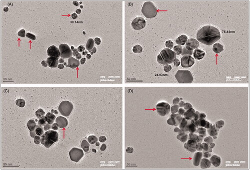 Figure 3. TEM images of synthesized AgNPs showing anisotropic AgNPs triangle, rods, hexagon, polygon and sphere (A–D, Scale = 50 nm).