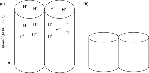Figure 3. Schematic illustration showing the high dissolution rate at the tip of nanotube in low pH (acidic condition) due to excessive H+ ions: (a) before chemical etching TiO2 of nanotube arrays and (b) after chemical etching of TiO2 nanotube arrays.
