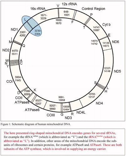 Figure 1. Exemplary test material closely resembling parts of the actual material for the no-redundancy group in Task A. Textual information that was required to solve the task is highlighted in red, relevant depictive information is highlighted in blue. No highlights were included in the material of the actual task provided to the students.