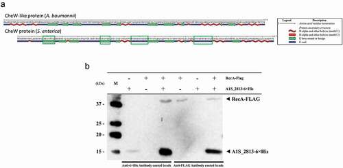 Figure 5. (a) Predicted secondary structure of the S. enterica CheW and A. baumannii CheW-like proteins. The green boxes indicate the S. enterica CheW domains involved in the interaction with RecA. (b) Results of a co-immunoprecipitation assay between the A. baumannii RecA-FLAG and A1S_2813-6× His proteins. The supernatants were separated by SDS-PAGE and assessed by western blotting. The image is representative of three independent experiments using three different lysates for each protein. The presence (+) or absence (−) of the RecA-FLAG or A1S_2813-6× His proteins in the corresponding lysate mixture is indicated, as is that of the antibody-coated beads used in each mixture. The RecA-FLAG and A1S_2813-6× His bands detected on a western blot are shown. M: molecular mass marker